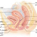 اختلال التوازن بين فطريات و بكتريا المهبل سبب التهابات المهبل