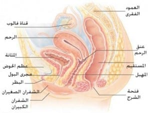 الجهاز التناسلى للمراة الجهاز التناسلى للمراة