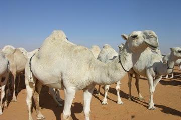 بول الإبل علاج ودواء للعديد من الامراض بول الإبل علاج ودواء للعديد من الامراض