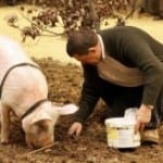 أنفلونزا الخنازير Swine Flu