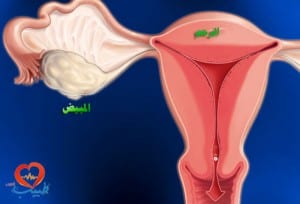 طبيب ع نسائية تشريح