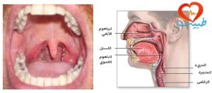 طبيب عرب عضمية تشريح بلعوم