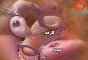 طبيب ع نسائية تشريح 1