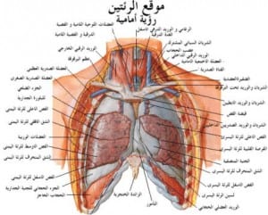 رسم توضيحى لاجزاء الجهاز التنفسى