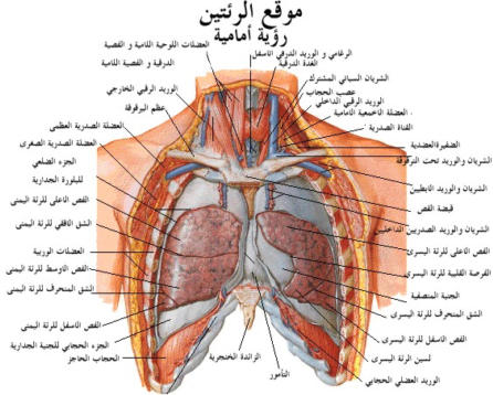 الجهاز التنفسي فى الإنسان بالصور