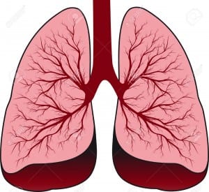 13453898-Bronchial-system-Human-lungs-Stock-Vector-lung-human-cartoon