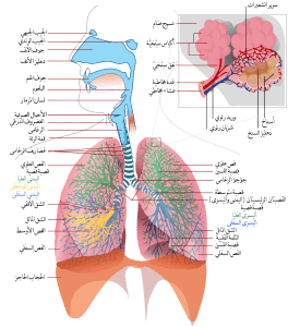 تركيب الجهاز التنفسى