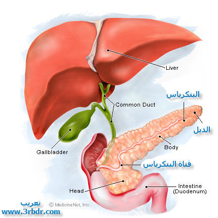 البنكرياس تشريح ووظائف البنكرياس