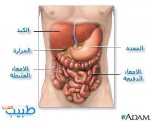 رسم توضيحى لاجزاء الجهاز الهضمى