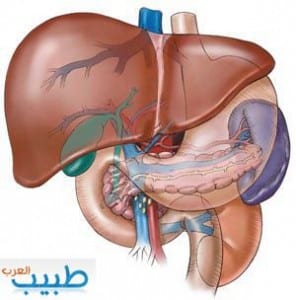 الكبد تشريح  وظائف فحوصات زراعة الكبد The liver