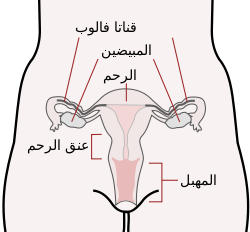 الجهاز التناسلى للمرأة