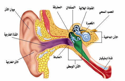 تركيب الاذن