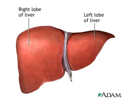 الكبد - التهاب الكبد الفيروسي ج الوباء الصامت Hepatitis C