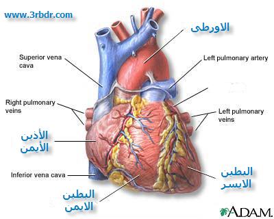 القلب The Heart