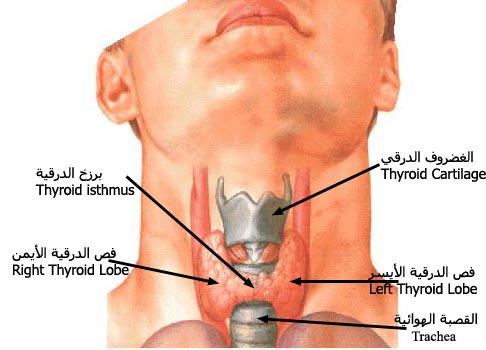 الغدة الدرقية Thyroid gland