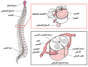 تضرر الحبل الشوكي يؤدي الي فقد الحركة جزئيا او كليا