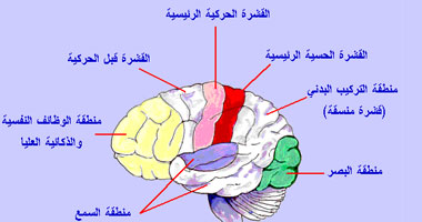 التركيب الوظيفي للمخ