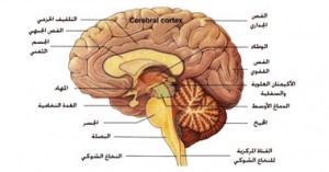 المخيخ و جذع المخ من مكونات الدماغ البشري