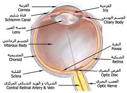ما هى أسباب ضعف عصب العين وما هى الأشعة للكشف عن عصب العين وعلاجه؟