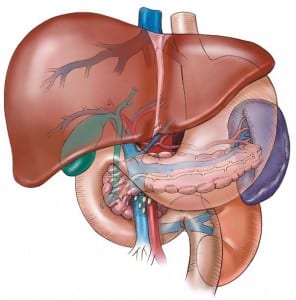 liver