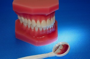 Photo of a Mouth Model and a Oral Mirror - Oral Health Related