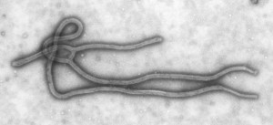 Ebola-Virus-650x298