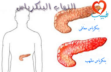 البنكرياس تشريح ووظائف البنكرياس The Pancreas