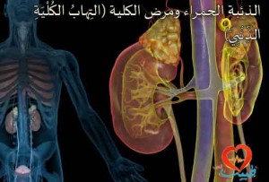 3d4medical_rm_illustration_of_kidneys