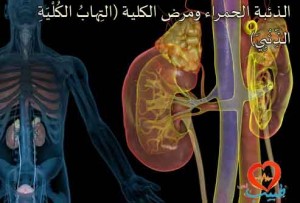 3d4medical_rm_illustration_of_kidneys