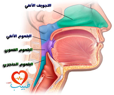 البلعوم