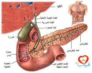 طبيب ع مرارة