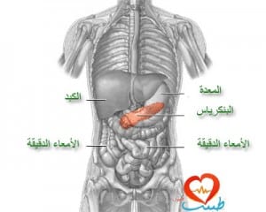 طبيب ع هضمpsd