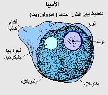 Amebiasis01