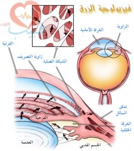 طبيب عرب عيون زرق