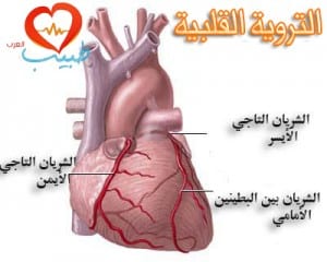 طبيب ع قلبية تشريح