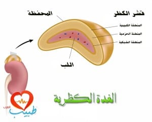 طبيب ع غدد تشريح كظر