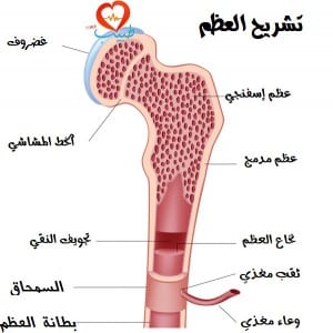 طبيب ع عظم تشريح