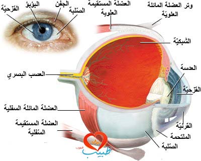 التهاب القرنية Keratitis أسباب التهاب القرنية علاج التهاب القرنية
