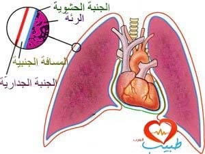 طبيب ع تنفسية تشريح جنبة