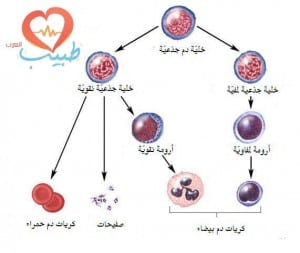 طبيب ع دم تشريح