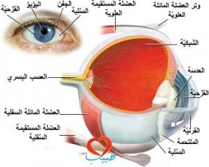 طبيب ع عينية تشريح 11