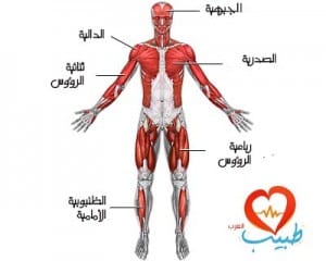 طبيب ع تشريح عضلات