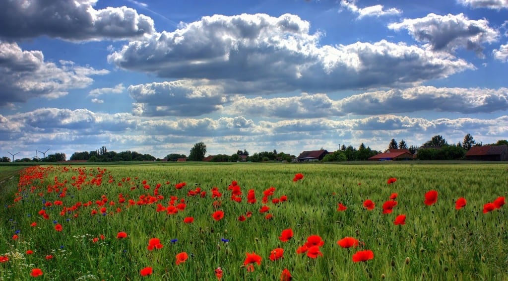 field-of-poppies-50588_1280