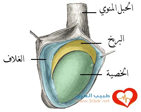 أسباب ألم الخصية أسباب ألم الخصية أسباب ألم الخصية