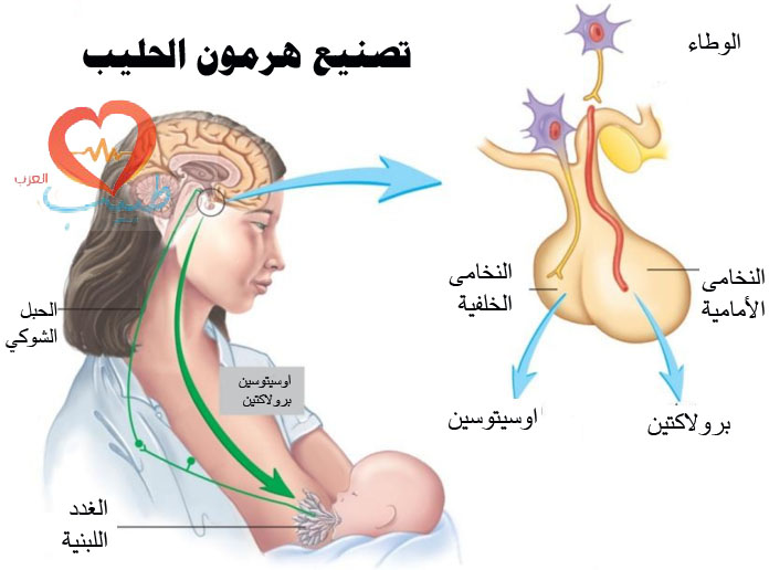 اعراض ارتفاع هرمون الحليب وتساقط الشعر