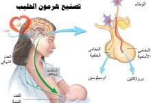 هرمون الحليب