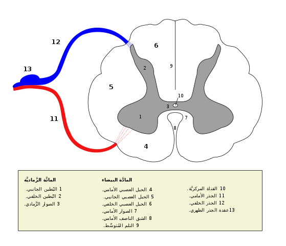 مقطع في الحبل الشوكي يوضع المنطقة البيضاء والمنطقة الرمادية 
