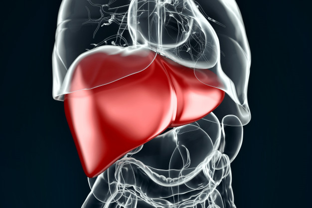 الكبد من أجزاء الجهاز الهضمي