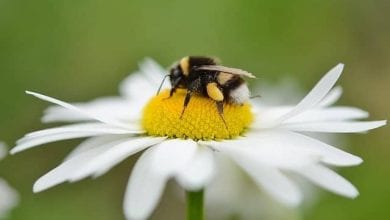 فوائد لسع النحل